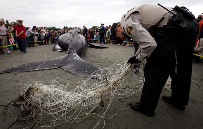 Rescue groups and fisheries officials race to save entangled humpback whales | iNFOnews.ca Rescue groups and fisheries officials race to save entangled humpback whales | iNFOnews.ca