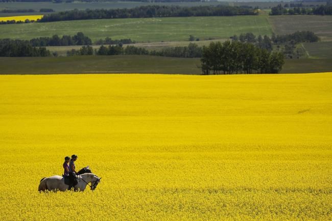 Winnipeg plant gets $100M in federal financing to pull protein from peas, canola | iNFOnews.ca