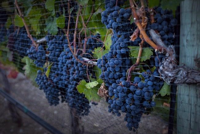 Ontario wineries struggling to find way forward under COVID-19 restrictions | iNFOnews.ca