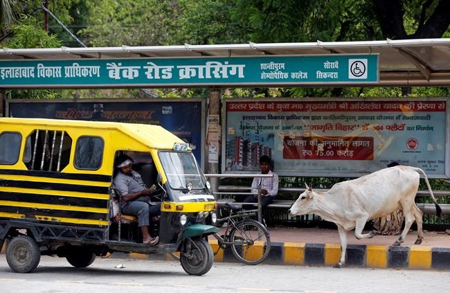 India's limits on selling cattle could hurt industry, diets | iNFOnews.ca CP985440137