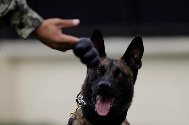 Mexican rescue dog Frida became symbol of earthquake hope | iNFOnews.ca Mexican rescue dog Frida became symbol of earthquake hope | iNFOnews.ca