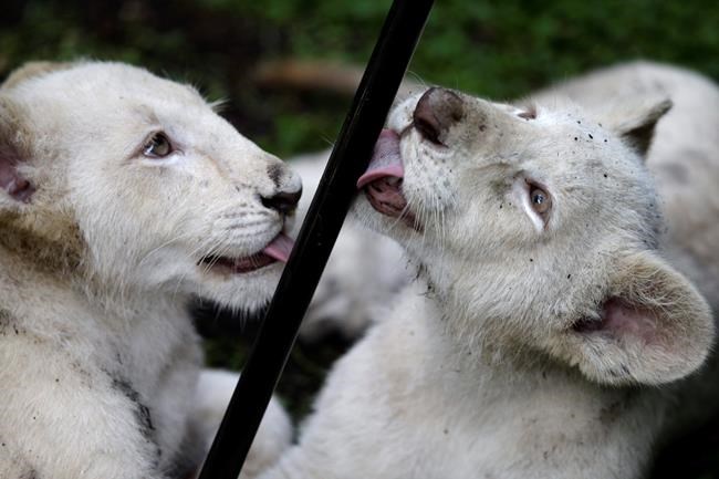 2 rare white lion cubs newly on display at Mexican zoo | iNFOnews.ca CP62341189