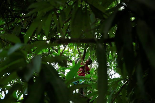 Mexico's crackdown on migrants sends some heading south | iNFOnews.ca CP2145345574