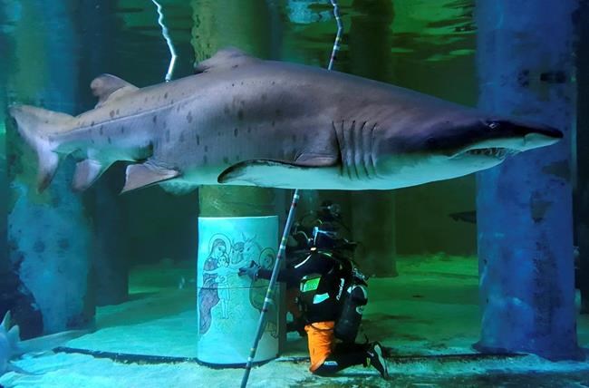 Sharks in Italy get into Christmas spirit with creche | iNFOnews.ca CP2019140301