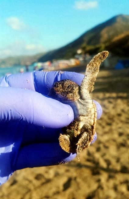 Biologists remove dead conjoined twin from endangered turtle | iNFOnews.ca Biologists remove dead conjoined twin from endangered turtle | iNFOnews.ca