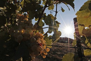 CP25699771