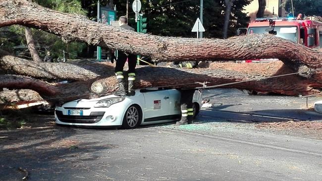 Falling pine tree in Rome crushes taxi, injuring driver | iNFOnews.ca