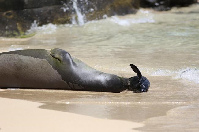 Endangered Hawaiian monk seal gives birth on Waikiki beach | iNFOnews.ca