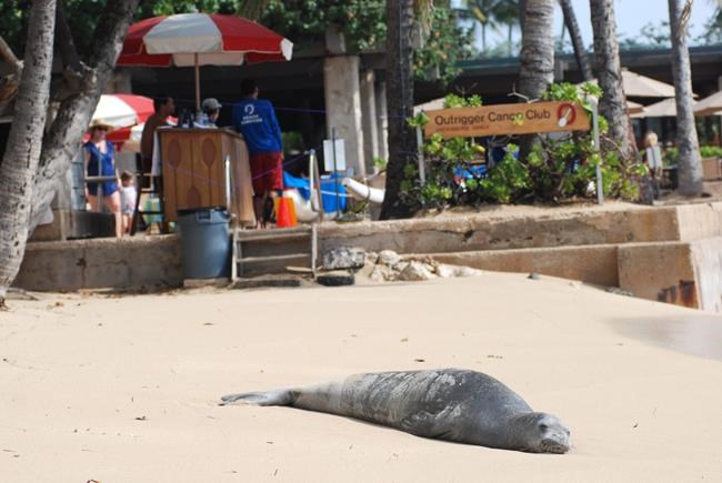 Much ado about poo: Feces fuels Hawaii feral feline debate | iNFOnews.ca CP582810830