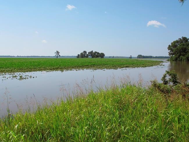 River flooding in Tennessee ruins cotton, soybean crops | iNFOnews.ca River flooding in Tennessee ruins cotton, soybean crops | iNFOnews.ca