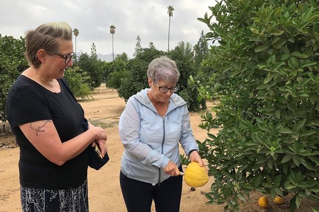 New California lab seeks cure to deadly citrus disease | iNFOnews.ca New California lab seeks cure to deadly citrus disease | iNFOnews.ca