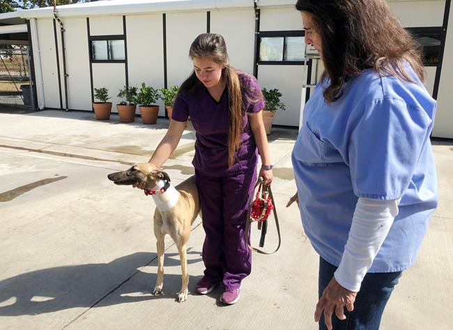 California canine blood bank disputes PETA abuse claims | iNFOnews.ca California canine blood bank disputes PETA abuse claims | iNFOnews.ca