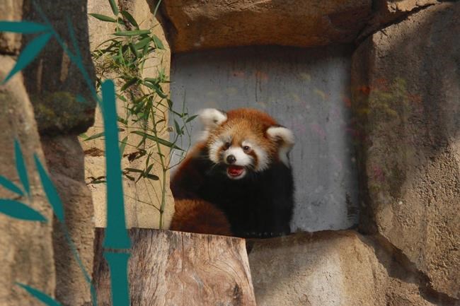 Milwaukee zoo visitors get first glimpse of red panda cub | iNFOnews.ca