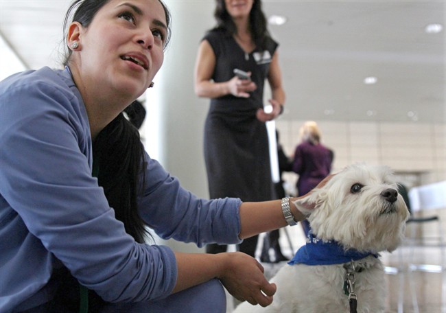 4-legged healers soothe hospital's stressed-out docs, nurses | iNFOnews.ca CP36844113