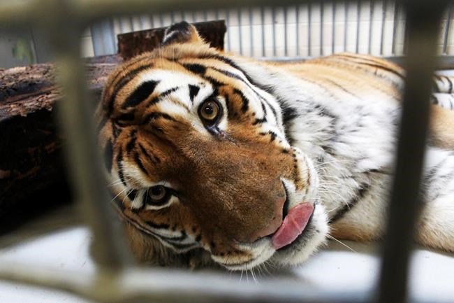 Recordings of tiger sounds aim to help save wild population | iNFOnews.ca CP1817711472