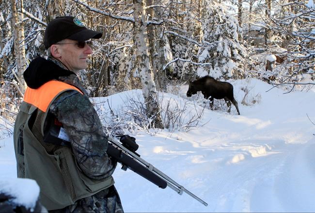 Biologists turn to citizens, DNA to count urban Alaska moose | iNFOnews.ca CP1822132110
