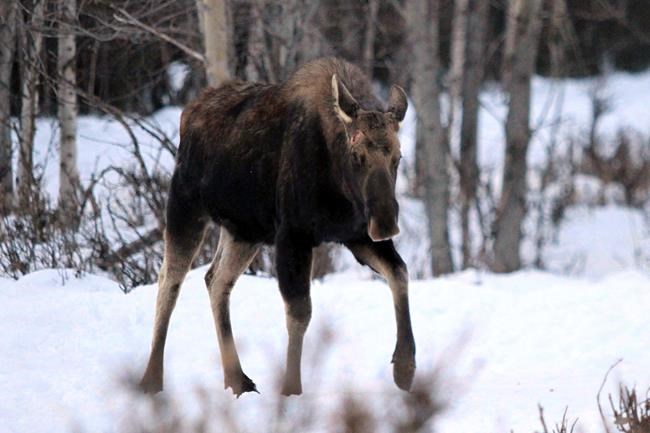 Alaska residents warned to give grumpy moose their space | iNFOnews.ca