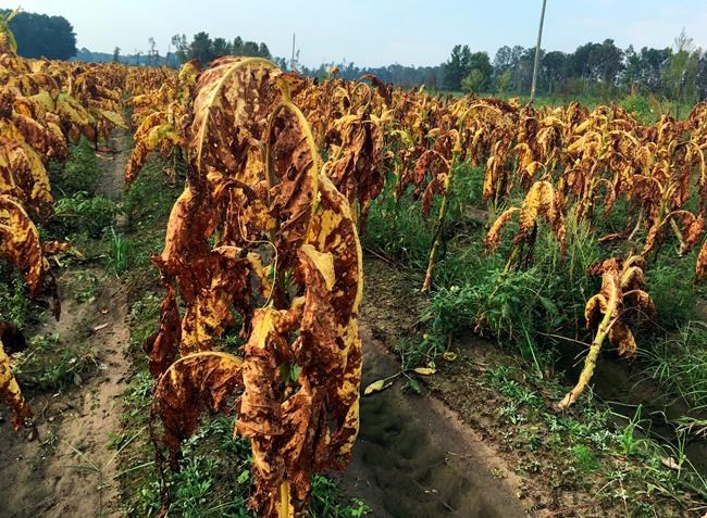 Carolinas farms could take billions in losses from Florence | iNFOnews.ca