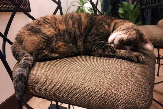 VIRUS DIARY: Lockdown, loneliness and a difficult goodbye | iNFOnews.ca VIRUS DIARY: Lockdown, loneliness and a difficult goodbye | iNFOnews.ca