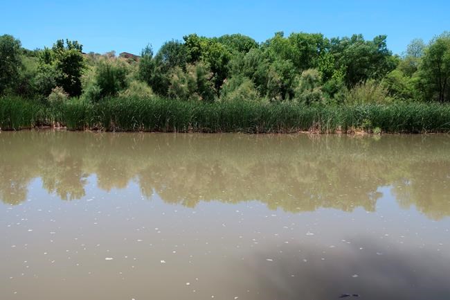 Tiny beetles munch through endangered songbird habitat | iNFOnews.ca CP1881711342