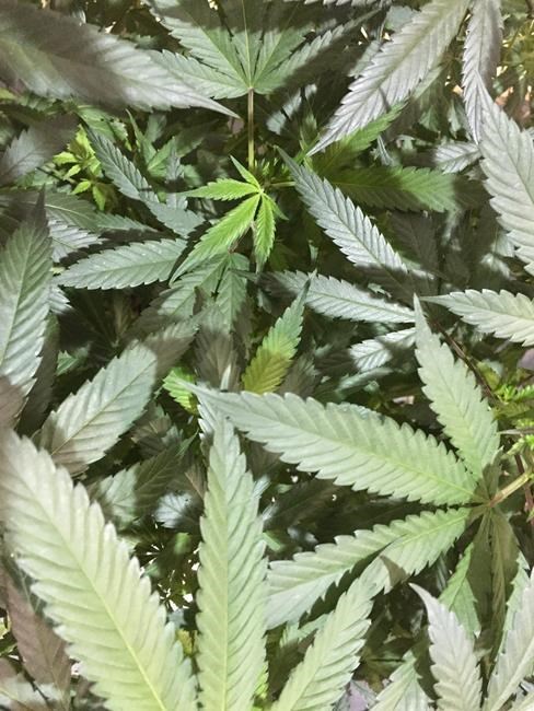 A pot of money: Oregon collects $25.5M in marijuana taxes | iNFOnews.ca A pot of money: Oregon collects $25.5M in marijuana taxes | iNFOnews.ca