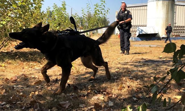 Some police dogs now have cameras, too | iNFOnews.ca