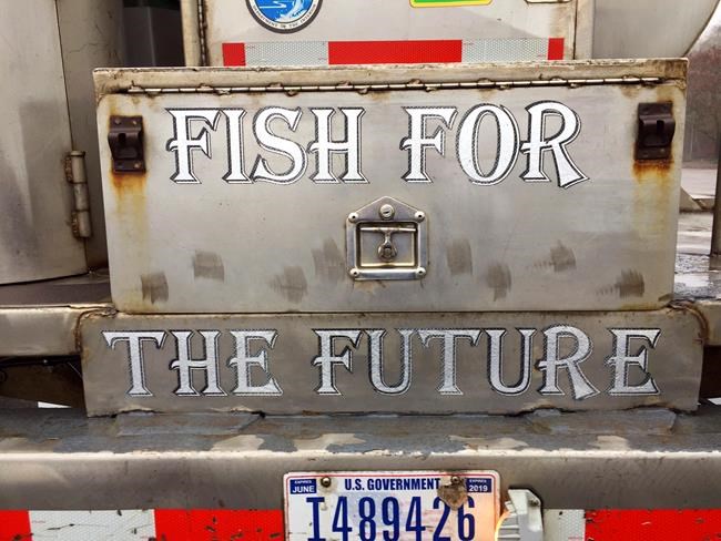 Truckloads of baby fish hauled to river in restoration plan | iNFOnews.ca Truckloads of baby fish hauled to river in restoration plan | iNFOnews.ca