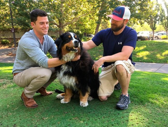 Family dog emerges alive and happy from wildfire aftermath | iNFOnews.ca CP340682408