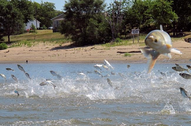 Army Corps approves $778M plan to block Asian carp advance | iNFOnews.ca