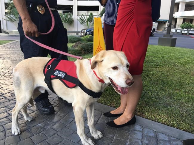 Arson dog searches Honolulu high-rise for ignitable liquids | iNFOnews.ca