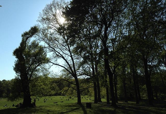 VIRUS DIARY: In age of pandemic, she finds solace in trees | iNFOnews.ca