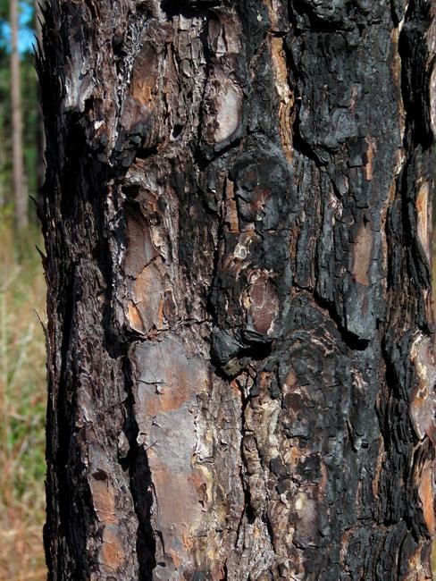 Restoring longleaf pines, keystone of once vast ecosystems | iNFOnews.ca
