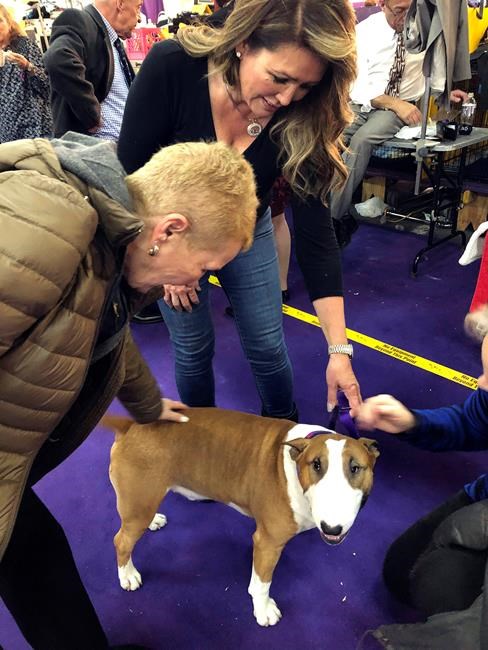 Puppy love: Westminster dog at the heart of a human romance | iNFOnews.ca