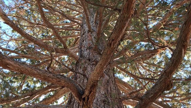 Giant sequoia doing well 4 months after Idaho uprooting | iNFOnews.ca