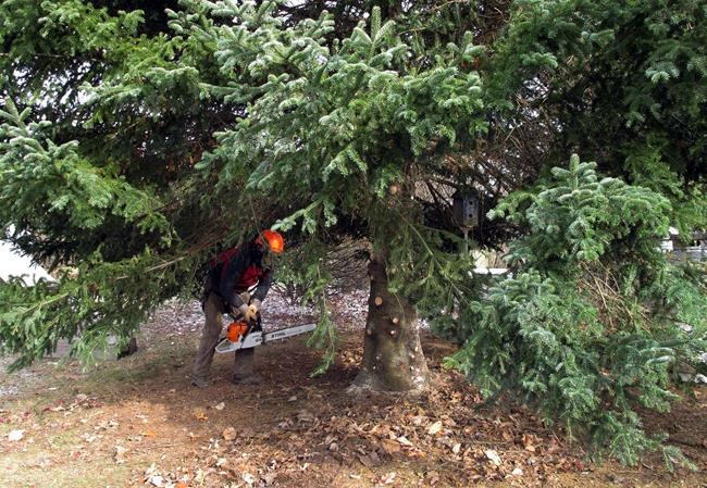 State Christmas tree honours boy who planted it, died in '90s | iNFOnews.ca