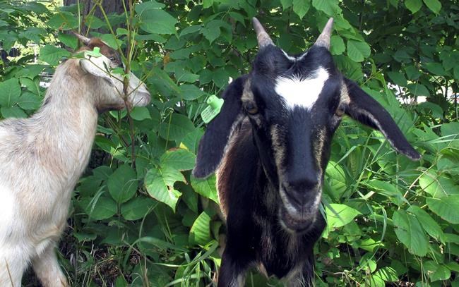 Vermont city employs goats to get rid of poison ivy | iNFOnews.ca Vermont city employs goats to get rid of poison ivy | iNFOnews.ca