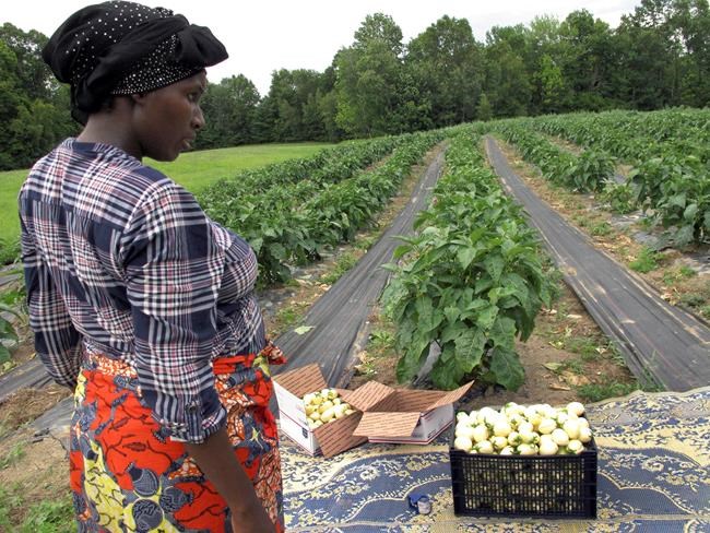 African refugee grows homeland's bitter eggplants in Vermont | iNFOnews.ca