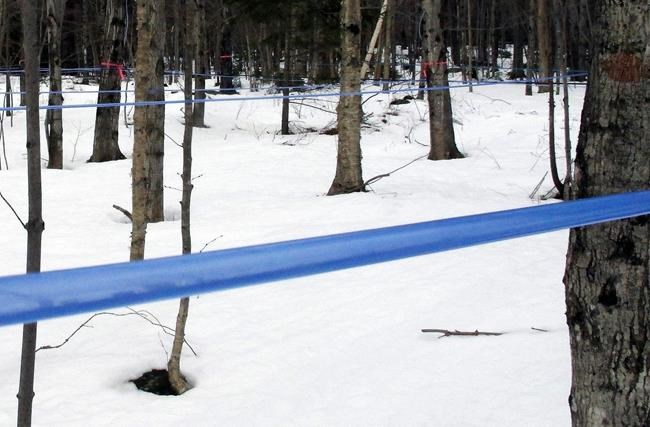 Improved technology saves maple syrup producers time, energy | iNFOnews.ca