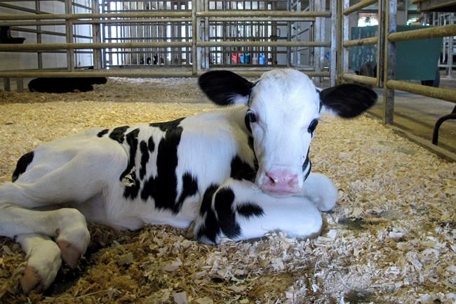 Students, alumni clamour to take care of university's cows | iNFOnews.ca Students, alumni clamour to take care of university's cows | iNFOnews.ca