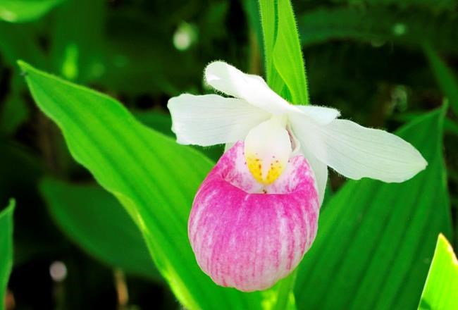 Flowers lovers flock to Vermont bog for wild orchids | iNFOnews.ca Flowers lovers flock to Vermont bog for wild orchids | iNFOnews.ca