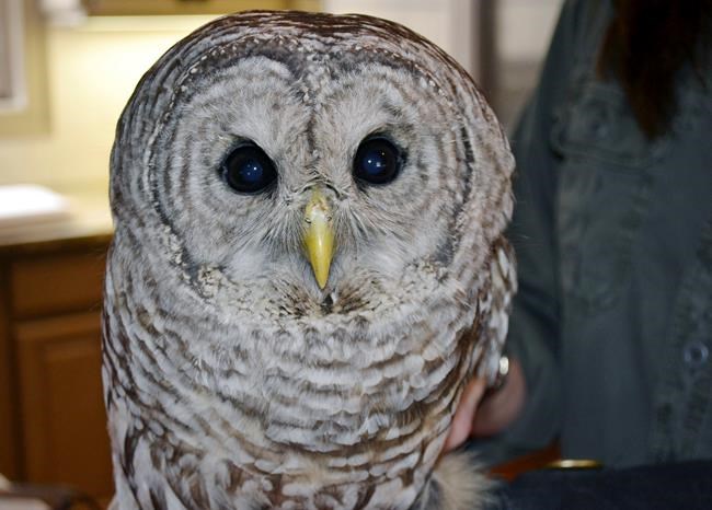 Owl stuck in truck survives highway trip, released to wild | iNFOnews.ca Owl stuck in truck survives highway trip, released to wild | iNFOnews.ca