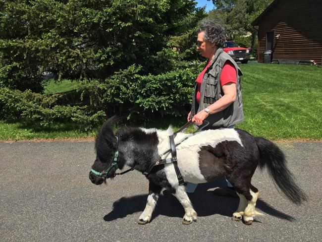 My sick little pony: Blind woman nurses pal back to health | iNFOnews.ca