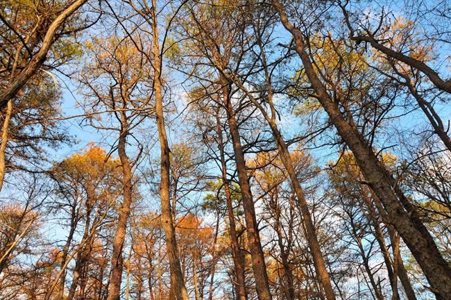 Pine-killing southern beetle may be more deadly in North | iNFOnews.ca Pine-killing southern beetle may be more deadly in North | iNFOnews.ca