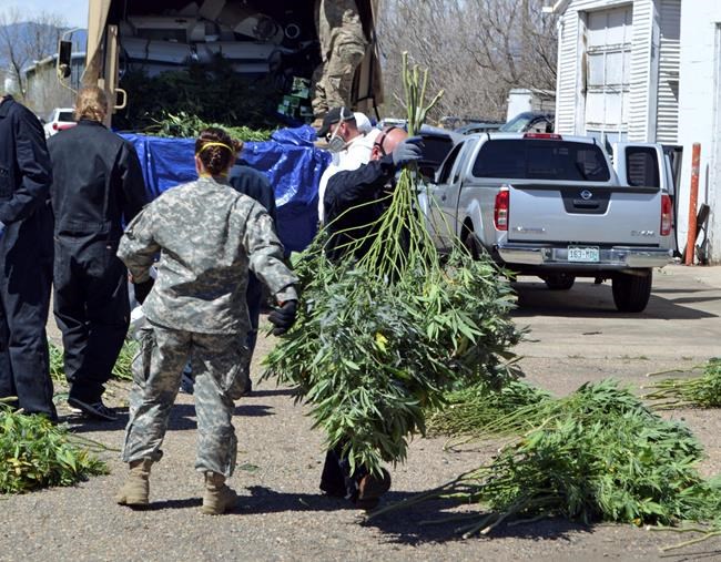 Colorado marijuana market funds busts of illegal growers | iNFOnews.ca CP1126288321