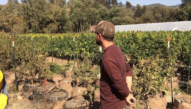 Blazes light up California pot farms ahead of legalization | iNFOnews.ca Blazes light up California pot farms ahead of legalization | iNFOnews.ca