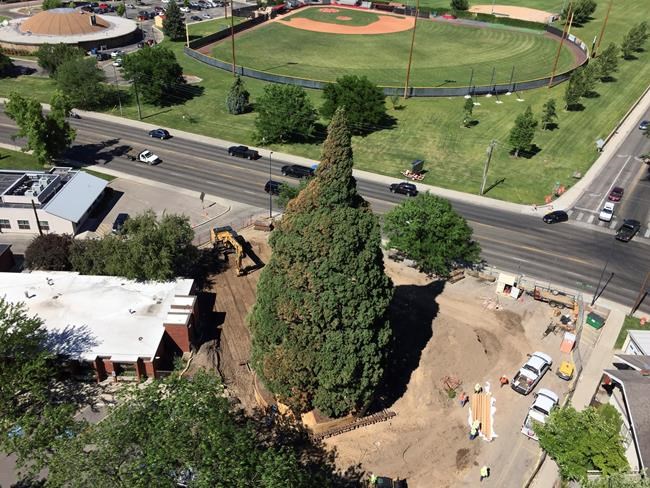 Rolling sequoia: Idaho tree tied to John Muir set for move | iNFOnews.ca
