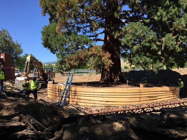 The Latest: Transplanted: 10-story Sequoia moves 2 blocks | iNFOnews.ca The Latest: Transplanted: 10-story Sequoia moves 2 blocks | iNFOnews.ca