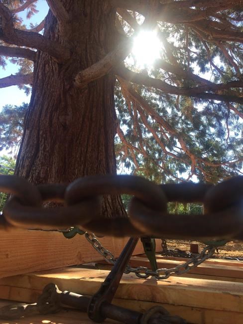 On the move: Large Idaho sequoia tree finds new home | iNFOnews.ca