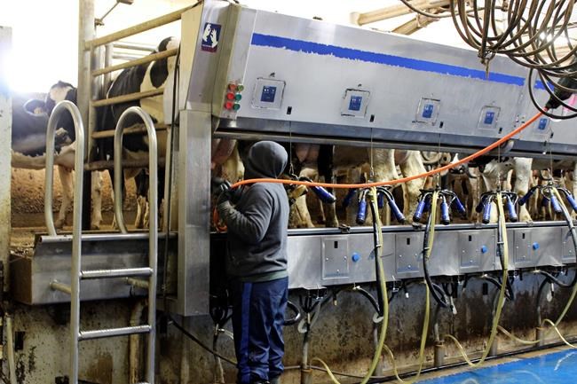 Puerto Ricans could ease South Dakota dairy labour shortage | iNFOnews.ca Puerto Ricans could ease South Dakota dairy labour shortage | iNFOnews.ca