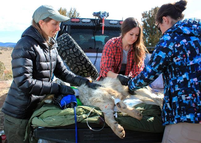 Endangered gray wolf population on the rise in southwest US | iNFOnews.ca CP600177008